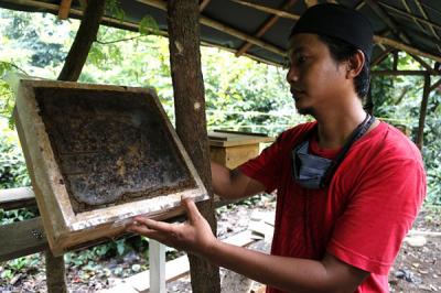 Anggota Kelompok Tani Hutan Hijau Lestari menunjukkan sarang lebah madu jenis Trigona di kawasan Hutan Kota Srengseng, Kembangan, Jakarta, Selasa (8/6/2021).