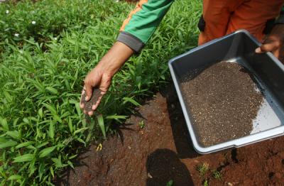 Petugas memberikan pakan lele dengan ulat maggot hasil dari budidaya sendiri di Padepokan Restu Bumi, Jakarta Timur, Minggu (13/6/2021).