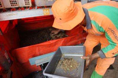 Petugas memberikan pakan lele dengan ulat maggot hasil dari budidaya sendiri di Padepokan Restu Bumi, Jakarta Timur, Minggu (13/6/2021).