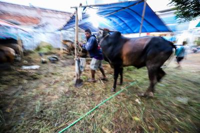 Penjual hewan kurban menunjukkan sapi jenis Bima di Jakarta Barat, Selasa (15/6/2021).
