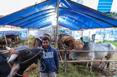 Penjual hewan kurban menunjukkan sapi jenis Bima di Jakarta Barat, Selasa (15/6/2021).
