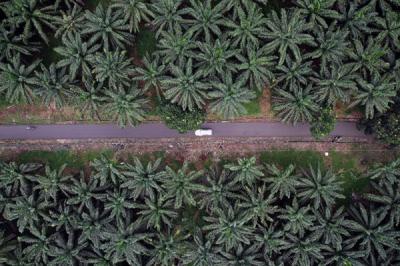 Kendaraan melintas di area perkebunan kelapa sawit di Kabupaten Bogor, Jawa Barat, Selasa (15/6/2021).