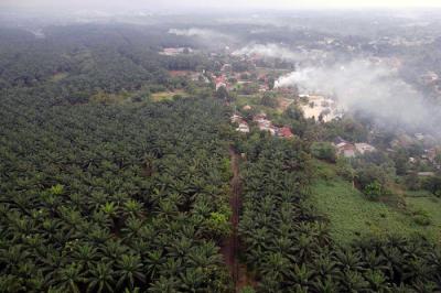 Kendaraan melintas di area perkebunan kelapa sawit di Kabupaten Bogor, Jawa Barat, Selasa (15/6/2021).