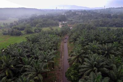 Kendaraan melintas di area perkebunan kelapa sawit di Kabupaten Bogor, Jawa Barat, Selasa (15/6/2021).