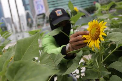 Petugas Dinas Pertamanan dan Hutan Kota DKI Jakarta merawat bunga matahari yang mempercantik kawasan Bundaran HI, Jakarta Pusat, Jumat (18/6/2021).