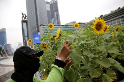 Petugas Dinas Pertamanan dan Hutan Kota DKI Jakarta merawat bunga matahari yang mempercantik kawasan Bundaran HI, Jakarta Pusat, Jumat (18/6/2021).