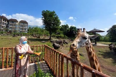 Pengunjung memberikan makan pada Jerapah koleksi Taman Safari Prigen pada momen Hari Jerapah Sedunia, di Taman Safari Prigen, Pasuruan, Minggu (20/6/2021).