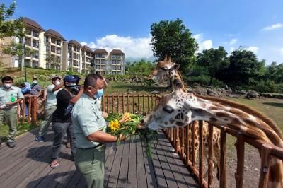 Pengunjung memberikan makan pada Jerapah koleksi Taman Safari Prigen pada momen Hari Jerapah Sedunia, di Taman Safari Prigen, Pasuruan, Minggu (20/6/2021).