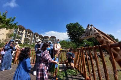 Pengunjung memberikan makan pada Jerapah koleksi Taman Safari Prigen pada momen Hari Jerapah Sedunia, di Taman Safari Prigen, Pasuruan, Minggu (20/6/2021).