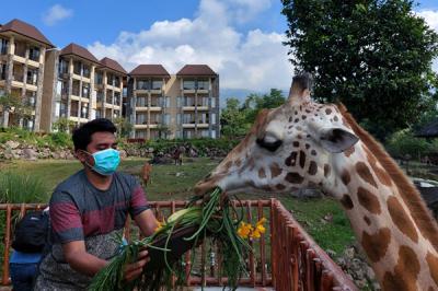 Pengunjung memberikan makan pada Jerapah koleksi Taman Safari Prigen pada momen Hari Jerapah Sedunia, di Taman Safari Prigen, Pasuruan, Minggu (20/6/2021).
