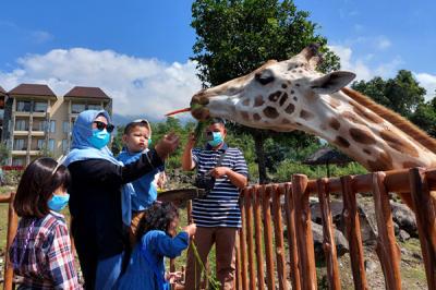Pengunjung memberikan makan pada Jerapah koleksi Taman Safari Prigen pada momen Hari Jerapah Sedunia, di Taman Safari Prigen, Pasuruan, Minggu (20/6/2021).