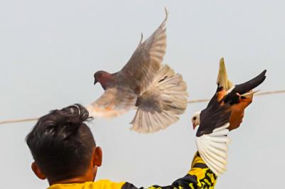 Ekspresi para Penghobi burung merpati saat sedang melatih burung di Jakarta Barat, Minggu (27/6/2021).