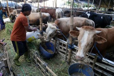 Pekerja melakukan perawatan sapi Kurban di lapak Abah Sokib kawasan Jl Semolowaru Surabaya, Jawa Timur, Kamis (1/7/2021).