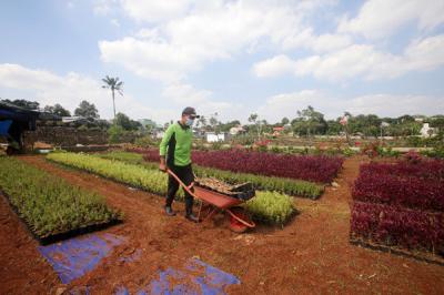Petugas merawat bibit tanaman di Kebun Bibit Casamora, Jagakarsa, Jakarta, Jumat (2/7/2021).