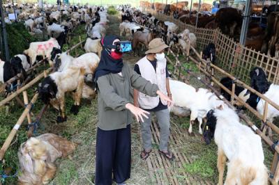 Calon pembeli mencoba pengalaman belanja hewan Kurban menggunakan teknologi Virtual Reality di kandang Ternaknesia Merr Surabaya, Jawa Timur, Kamis (15/7/2021).