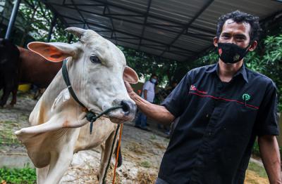 Direktur Litigasi MNC Group Gabriel Mahjudin memberikan satu ekor sapi kepada Kompol Bambang Edi Haryanto di Jakarta, Senin (19/7/2021).