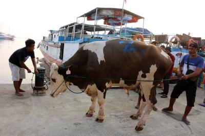 Petugas kesehatan hewan Kepulauan Seribu bersama Bupati Kepulauan Seribu Junaedi memeriksa hewan kurban di Pelabuhan Muara Angke Kaliadem, Senin (19/7/2021).
