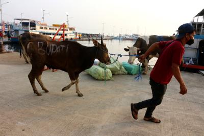 Petugas kesehatan hewan Kepulauan Seribu bersama Bupati Kepulauan Seribu Junaedi memeriksa hewan kurban di Pelabuhan Muara Angke Kaliadem, Senin (19/7/2021).