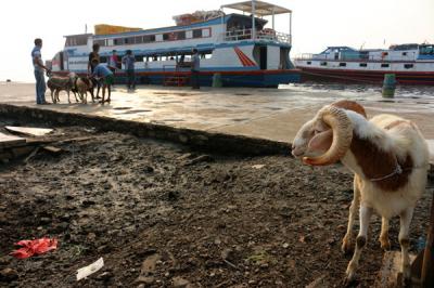Petugas kesehatan hewan Kepulauan Seribu bersama Bupati Kepulauan Seribu Junaedi memeriksa hewan kurban di Pelabuhan Muara Angke Kaliadem, Senin (19/7/2021).