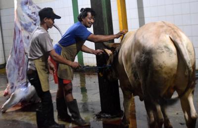 Sejumlah petugas saat melakukan proses penyembelihan hingga pemotongan hewan kurban di RPH Ungaran, Kabupaten Semarang, Jawa Tengah, Rabu (21/7/2021).