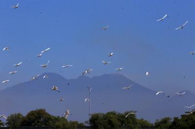 Kawanan burung kuntul mencari makan di lahan basah kawasan Tambak Oso Sidoarjo, Jawa Timur, Sabtu (24/7/2021).