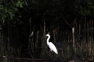 Satwa liar berupa kera dan aneka jenis burung terlihat jelas di kawasan Ekowisata Mangrove Wonorejo Rungkut, Surabaya, Jawa Timur, Senin (26/7/2021).