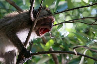 Satwa liar berupa kera dan aneka jenis burung terlihat jelas di kawasan Ekowisata Mangrove Wonorejo Rungkut, Surabaya, Jawa Timur, Senin (26/7/2021).
