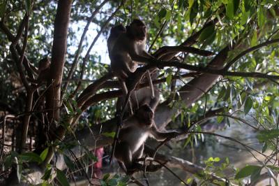 Satwa liar berupa kera dan aneka jenis burung terlihat jelas di kawasan Ekowisata Mangrove Wonorejo Rungkut, Surabaya, Jawa Timur, Senin (26/7/2021).
