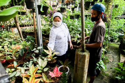 Penjual merawat dan menata tanaman hias miliknya di Sentra Penjualan Tanaman Hias, Jalan Raya Pondok Gede, Jakarta Timur, Selasa (3/8/2021).