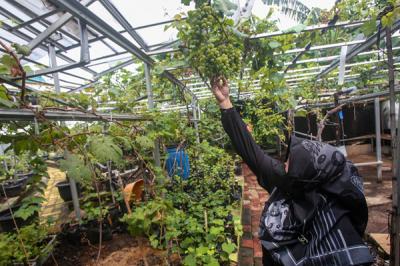Petani merawat tanaman anggur di Kebun Imut Sinakal, Duren Sawit, Jakarta, Senin (10/8/2021).