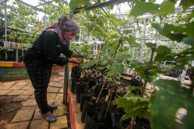 Petani merawat tanaman anggur di Kebun Imut Sinakal, Duren Sawit, Jakarta, Senin (10/8/2021).