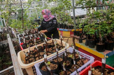 Petani merawat tanaman anggur di Kebun Imut Sinakal, Duren Sawit, Jakarta, Senin (10/8/2021).