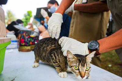 Penyuntikkan vaksin rabies pada hewan peliharaan warga di Komplek Batan Kelurahan Pasar Minggu, Jakarta, Senin (23/8/2021).