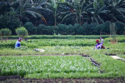 Petani merawat sayuran yang ditanam di lahan garapan dekat proyek pembangunan Jakarta International Stadium (JIS), Jakarta Utara, Senin (6/9/2021).