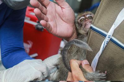 Petugas menyuntikan vaksin rabies ke hewan peliharaan di Sekretariat RW 11 Kelurahan Sunter Jaya, Kecamatan Tanjung Priok, Jakarta Utara, Rabu (8/9/2021).