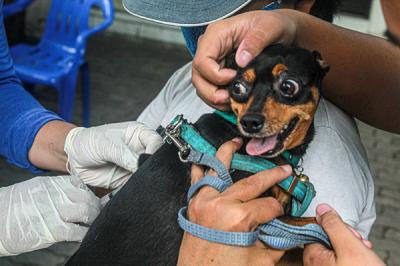 Petugas menyuntikan vaksin rabies ke hewan peliharaan di Sekretariat RW 11 Kelurahan Sunter Jaya, Kecamatan Tanjung Priok, Jakarta Utara, Rabu (8/9/2021).