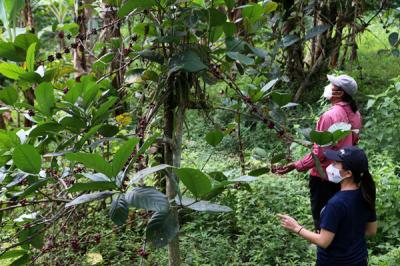Pengunjung belajar memetik Kopi Liberika dilereng Gunung Penanggunangan di lahan perkebunan Kampus III Ubaya Trawas, Mojokerto, Jawa Timur, Sabtu (11/9/2021).