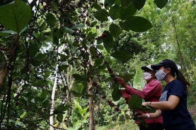 Pengunjung belajar memetik Kopi Liberika dilereng Gunung Penanggunangan di lahan perkebunan Kampus III Ubaya Trawas, Mojokerto, Jawa Timur, Sabtu (11/9/2021).