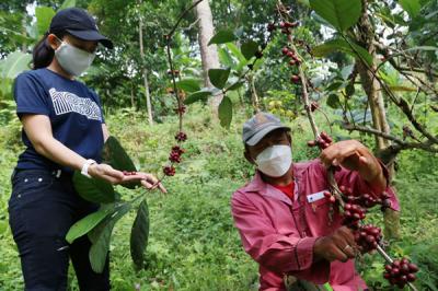 Pengunjung belajar memetik Kopi Liberika dilereng Gunung Penanggunangan di lahan perkebunan Kampus III Ubaya Trawas, Mojokerto, Jawa Timur, Sabtu (11/9/2021).