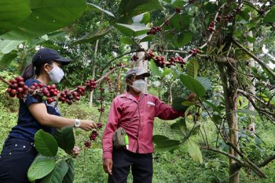 Pengunjung belajar memetik Kopi Liberika dilereng Gunung Penanggunangan di lahan perkebunan Kampus III Ubaya Trawas, Mojokerto, Jawa Timur, Sabtu (11/9/2021).