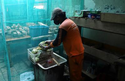Petugas PPSU memperlihatkan ulat Maggot atau larva lalat BSF yang dibudidayakan di Kelurahan Kuningan Barat, Jakarta Selatan, Senin (13/9/2021).