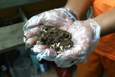Petugas PPSU memperlihatkan ulat Maggot atau larva lalat BSF yang dibudidayakan di Kelurahan Kuningan Barat, Jakarta Selatan, Senin (13/9/2021).