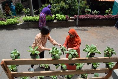Warga kembali beraktivitas merawat hingga memanen berbagai jenis tanaman sayur-sayuran di Sentra Pelatihan Urban Farming di Kota Semarang, Senin (13/9/2021).