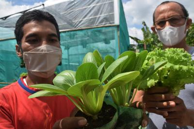 Warga kembali beraktivitas merawat hingga memanen berbagai jenis tanaman sayur-sayuran di Sentra Pelatihan Urban Farming di Kota Semarang, Senin (13/9/2021).