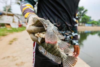 Warga saat memancing menggunakan alat pancing yang sudah dimodifikasi dengan jaring di Setu Pedongkelan, Depok, Jawa Barat, Minggu (12/9/2021).