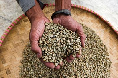 Ujang Usman (48) merapihkan biji kopi miliknya dalam proses fermentasi untuk menjadi kopi wine di Desa Cisadon, Babakan Madang, Minggu (19/9/2021).