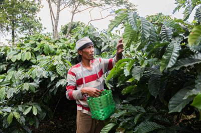 Ujang Usman (48) merapihkan biji kopi miliknya dalam proses fermentasi untuk menjadi kopi wine di Desa Cisadon, Babakan Madang, Minggu (19/9/2021).