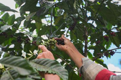 Ujang Usman (48) merapihkan biji kopi miliknya dalam proses fermentasi untuk menjadi kopi wine di Desa Cisadon, Babakan Madang, Minggu (19/9/2021).
