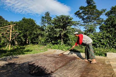 Ujang Usman (48) merapihkan biji kopi miliknya dalam proses fermentasi untuk menjadi kopi wine di Desa Cisadon, Babakan Madang, Minggu (19/9/2021).