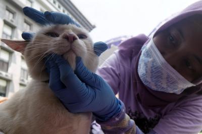 Kucing-kucing lucu milik warga mendapatkan suntikan vaksinasi rabies di Universitas Wijaya Kusuma Surabaya (UWKS), Surabaya, Jawa Timur, Selasa (28/9/2021).